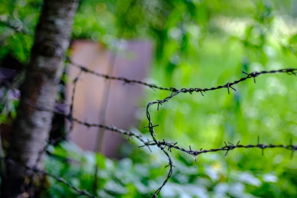 Taggtrådsstängsel Grön Bakgrund Med Löv Och Vegetation Sommarljus — Stockfoto