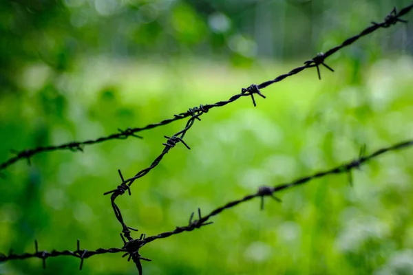 Taggtrådsstängsel Grön Bakgrund Med Löv Och Vegetation Sommarljus — Stockfoto