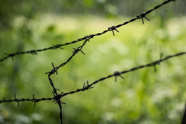 Taggtrådsstängsel Grön Bakgrund Med Löv Och Vegetation Sommarljus — Stockfoto