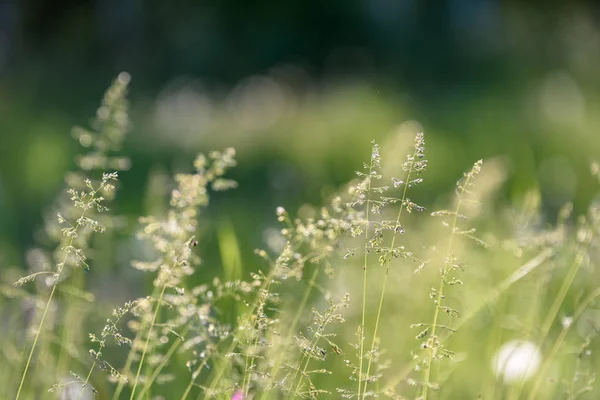 Красивая Зеленая Лужайка Свежескошенная Дождевой Росой Траве Цветах — стоковое фото