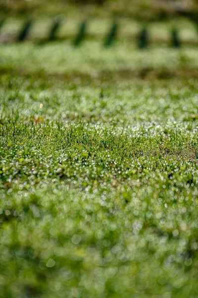 Beautiful Green Lawn Freshly Mowed Rain Dew Background Blur Bokeh Stock Photo