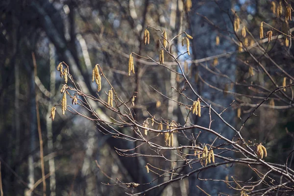 春の花 ぼかし背景に白樺の木を残します 田園風景 — ストック写真