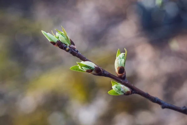 Bahar Çiçekleri Huş Ağaçları Bulanıklık Zemin Üzerine Bırakır Kırsal Sahne — Stok fotoğraf
