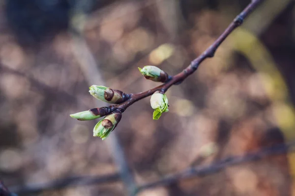 Frühlingsblüten Und Blätter Birken Auf Verschwommenem Hintergrund Szene Ländlichen Raum — Stockfoto