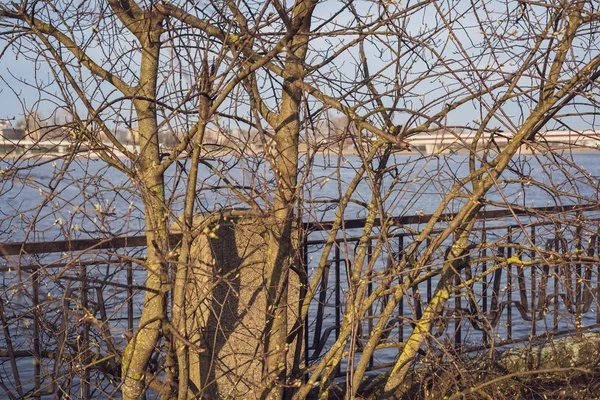 Les Fleurs Printanières Les Feuilles Sur Les Bouleaux Sur Fond — Photo