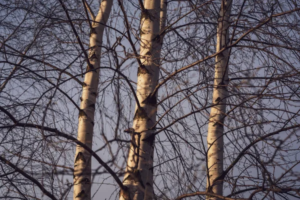 Våren Blommar Och Lämnar Björkar Oskärpa Bakgrund Landsbygdens Scen — Stockfoto