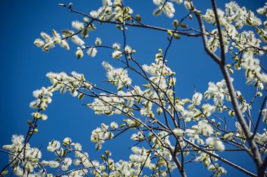 bahar çiçekleri ve huş ağaçları bulanıklık zemin üzerine bırakır. kırsal sahne