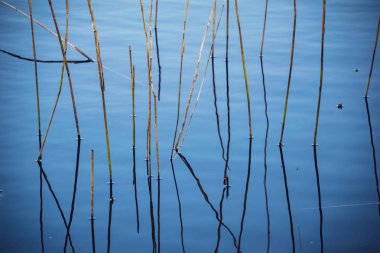 bahar çiçekleri ve huş ağaçları bulanıklık zemin üzerine bırakır. kırsal sahne