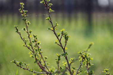 bahar çiçekleri ve huş ağaçları bulanıklık zemin üzerine bırakır. kırsal sahne