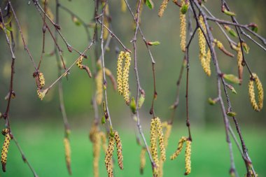bahar çiçekleri ve huş ağaçları bulanıklık zemin üzerine bırakır. kırsal sahne