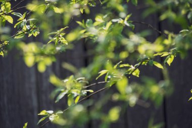 bahar çiçekleri ve huş ağaçları bulanıklık zemin üzerine bırakır. taze yeşil yeşillik ile kırsal manzara