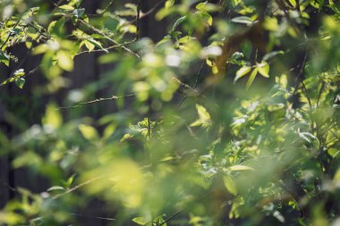 bahar çiçekleri ve huş ağaçları bulanıklık arka plan üzerinde bırakır