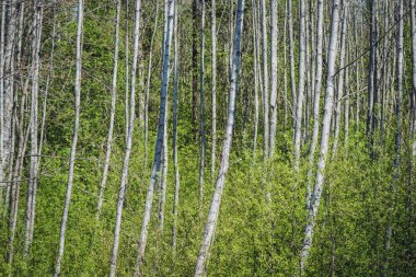 bahar çiçekleri ve huş ağaçları bulanıklık zemin üzerine bırakır. taze yeşil yeşillik ile kırsal manzara