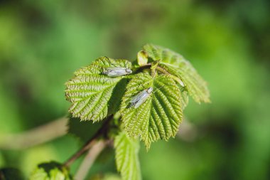 bahar çiçekleri ve huş ağaçları bulanıklık zemin üzerine bırakır. taze yeşil yeşillik ile kırsal manzara