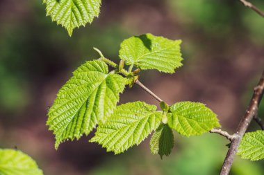 bahar çiçekleri ve huş ağaçları bulanıklık zemin üzerine bırakır. taze yeşil yeşillik ile kırsal manzara