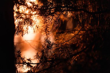 ağaç siluetleri ve arka planda kızıl gökyüzü göl kenarında renkli günbatımı