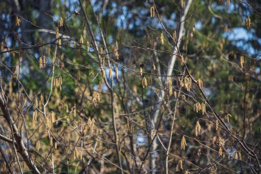bahar çiçekleri ve huş ağaçları bulanıklık zemin üzerine bırakır. kırsal sahne