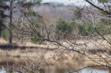 bahar çiçekleri ve huş ağaçları bulanıklık zemin üzerine bırakır. kırsal sahne