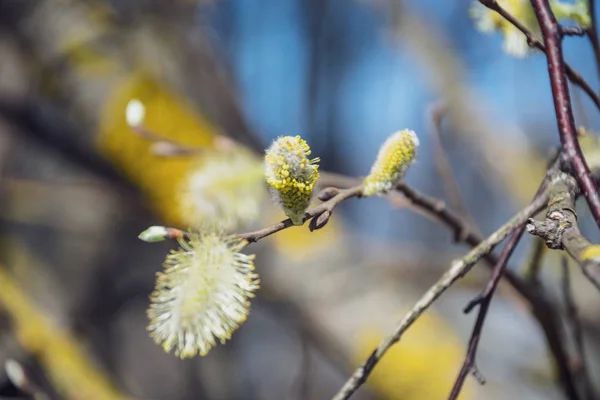 Frühlingsblüten Und Blätter Birken Auf Verschwommenem Hintergrund Szene Ländlichen Raum — Stockfoto