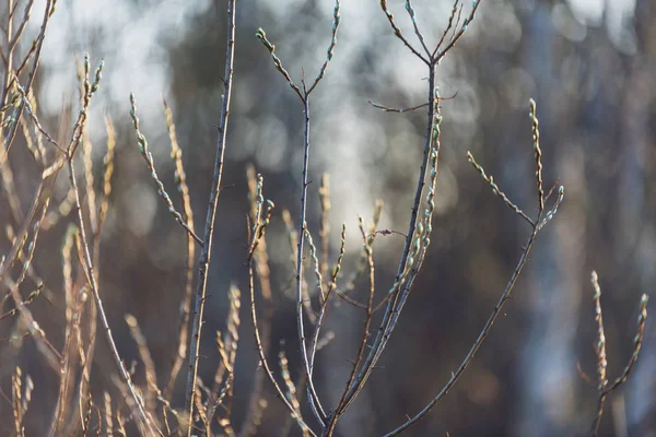 在模糊的背景下 白桦树上的花朵和树叶 乡村风光 — 图库照片