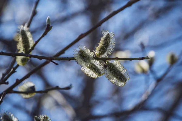 Frühlingsblüten Und Blätter Birken Auf Verschwommenem Hintergrund Szene Ländlichen Raum — Stockfoto