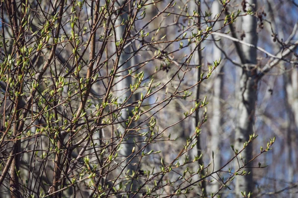 Frühlingsblüten Und Blätter Birken Auf Verschwommenem Hintergrund Szene Ländlichen Raum — Stockfoto