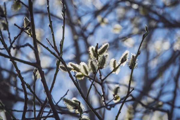 Flores Primavera Folhas Árvores Vidoeiro Fundo Borrão Cena Rural — Fotografia de Stock