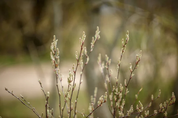 Άνοιξη Άνθη Και Φύλλα Στα Δέντρα Σημύδας Από Θάμπωμα Του — Φωτογραφία Αρχείου