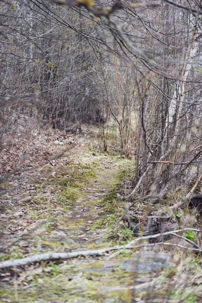 Frühlingsblüten Und Blätter Birken Auf Verschwommenem Hintergrund Szene Ländlichen Raum — Stockfoto