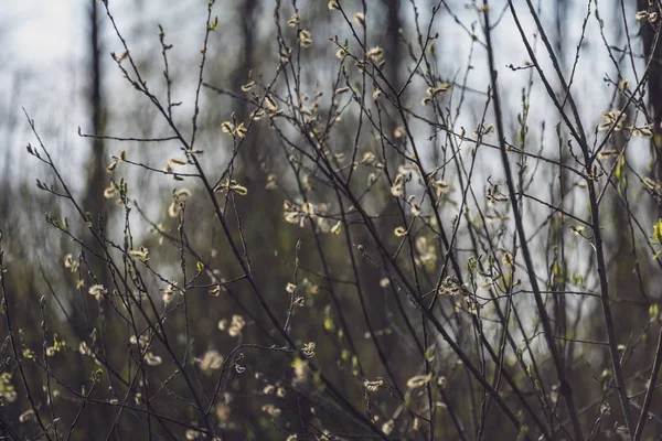 Voorjaar Bloeit Laat Berkenbomen Achtergrond Vervagen Landelijke Scène — Stockfoto