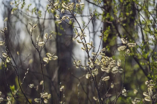 Frühlingsblüten Und Blätter Birken Auf Verschwommenem Hintergrund Szene Ländlichen Raum — Stockfoto