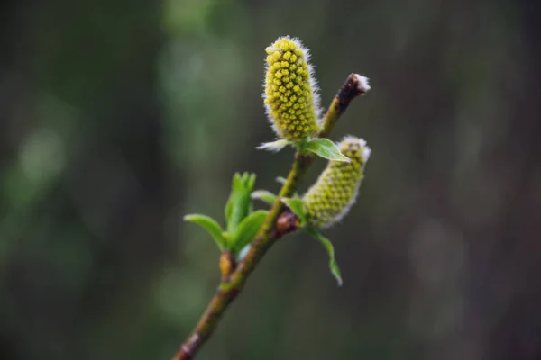 Flores de primavera e folhas em bétulas no fundo borrão — Fotografia de Stock