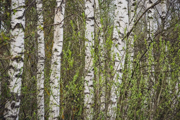 Voorjaar Bloeit Laat Berkenbomen Achtergrond Vervagen Landelijke Scène — Stockfoto