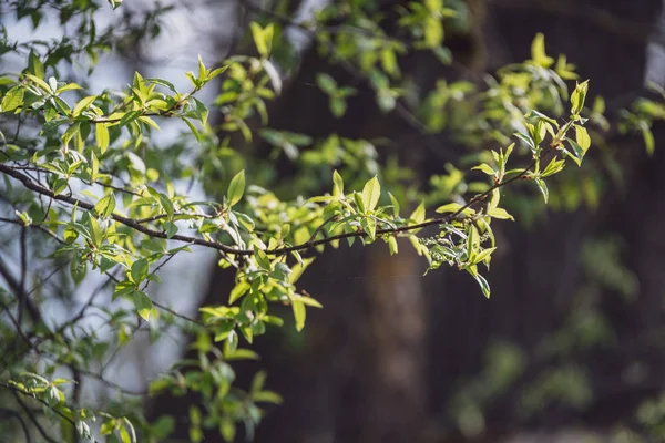 Frühlingsblüten Und Blätter Birken Auf Verschwommenem Hintergrund Szene Ländlichen Raum — Stockfoto