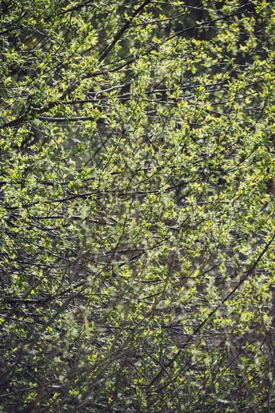 Fiori Primaverili Foglie Betulle Sfondo Sfocato Scena Rurale — Foto Stock