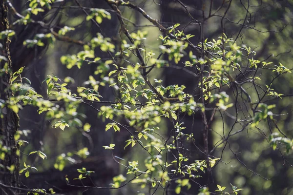 Весняне Цвітіння Листя Березових Деревах Розмитому Фоні Сільська Сцена — стокове фото