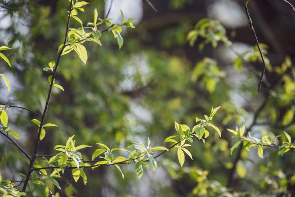 Весняне Цвітіння Листя Березових Деревах Розмитому Фоні Сільська Сцена — стокове фото