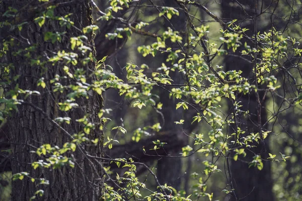 Frühlingsblüten Und Blätter Birken Auf Verschwommenem Hintergrund Szene Ländlichen Raum — Stockfoto