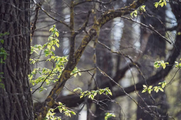 春の花 ぼかし背景に白樺の木を残します 田園風景 — ストック写真