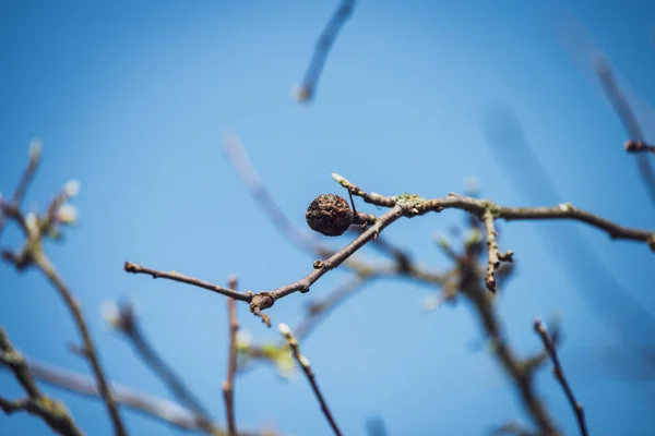 在模糊的背景下 白桦树上的花朵和树叶 乡村风光 — 图库照片