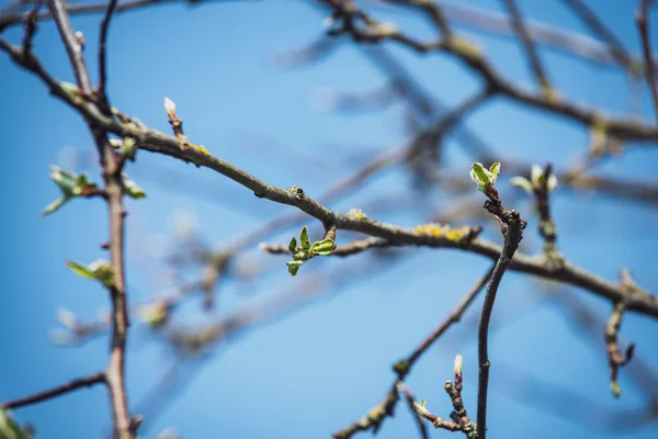 Frühlingsblüten Und Blätter Birken Auf Verschwommenem Hintergrund Szene Ländlichen Raum — Stockfoto