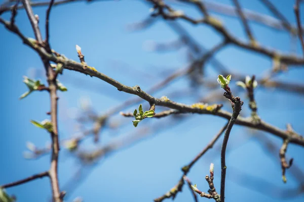 Las Flores Primaverales Las Hojas Sobre Los Abedules Sobre Fondo —  Fotos de Stock