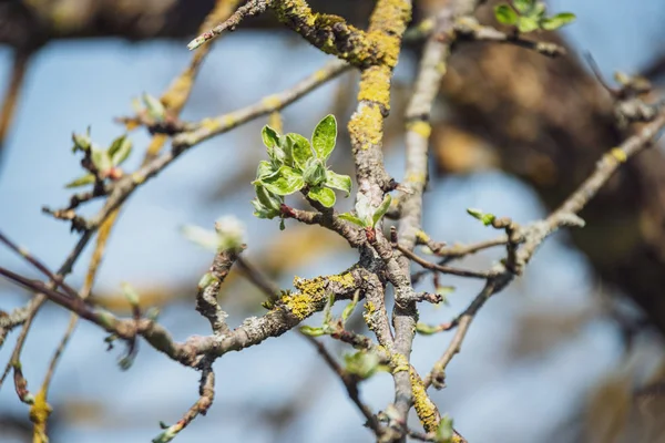 Flores Primavera Folhas Árvores Vidoeiro Fundo Borrão Cena Rural — Fotografia de Stock