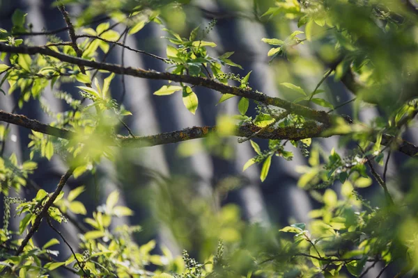 Frühlingsblüten und Blätter an Birken auf verschwommenem Hintergrund — Stockfoto