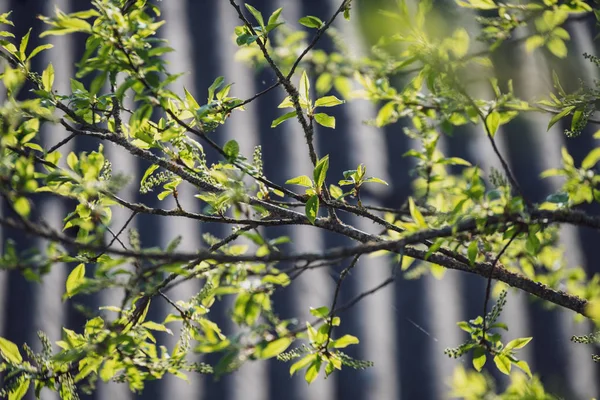 Весняні квіти і листя на березових деревах на розмитому фоні — стокове фото