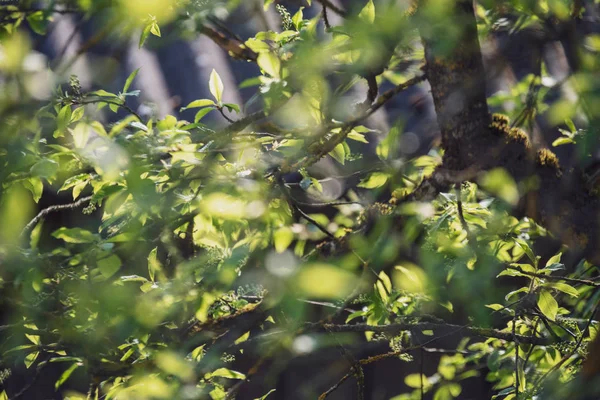 Frühlingsblüten Und Blätter Birken Auf Verschwommenem Hintergrund Ländliche Szenerie Mit — Stockfoto