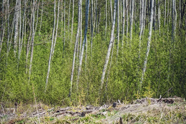 Весенние Цветы Листья Березовых Деревьях Фоне Размытия Сельская Местность Свежей — стоковое фото