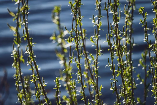 在模糊的背景下 白桦树上的花朵和树叶 绿色绿叶田园风光 — 图库照片