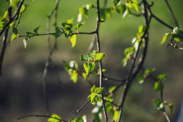 Frühlingsblüten Und Blätter Birken Auf Verschwommenem Hintergrund Ländliche Szenerie Mit — Stockfoto