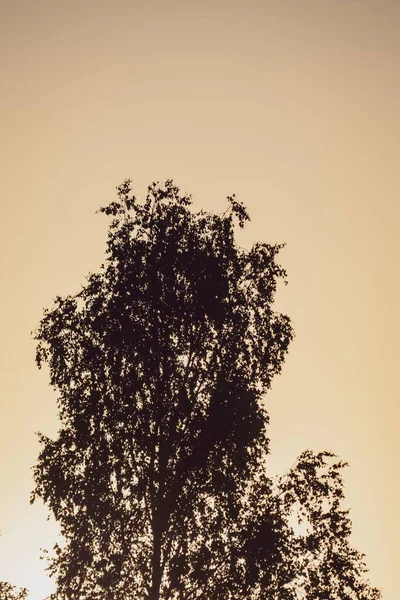 Pôr Sol Colorido Pelo Lago Com Silhuetas Árvores Céu Vermelho — Fotografia de Stock